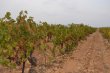 31ha-de-vignes-en-AOP-Lirac