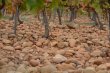 31ha-de-vignes-en-AOP-Lirac