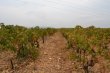 31ha-de-vignes-en-AOP-Lirac