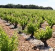 16-ha-Cotes-du-Rhone-Villages-Visan-Valreas
