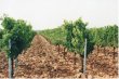 Propriete-76-ha-renommee-en-cru-des-Cotes-du-Rhone