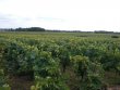 Vignoble-de-50ha-en-appellation-Muscadet