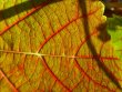 Vignoble-sur-AOC-Medoc-