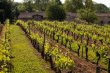 Propriete-viticole-en-AOC-Bordeaux-Superieur-dotee-dun-tres-bel-outil-de-production-et-orientee-vers-la-qualite
