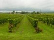 Petite-propriete-viticole-AOC-COTES-de-BOURG-certifiee-AGRICULTURE-BIOLOGIQUE
