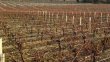 Propriete-viticole-de-14-ha-de-vignes-en-AOC-Medoc