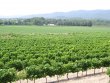 Provence, � proximit� de Lourmarin domaine viticole