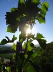 A-10-minutes-de-lautoroute-A7-dans-les-Cotes-du-Rhone-Septentrionales-domaine-unique-en-cave-particuliere