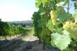 A-10-minutes-de-lautoroute-A7-dans-les-Cotes-du-Rhone-Septentrionales-domaine-unique-en-cave-particuliere