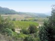 Bel-outil-viticole-de-16nbspha-de-vigne-dans-les-Corbiegraveres