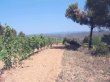 Domaine-viticole-traditionnel-de-24-ha-de-vignes-avec-batiment-dhabitation