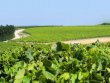 Authentique-mas-viticole-des-Costiegraveres-de-plus-de-20-ha-entre-Nicircmes-et-Montpellier
