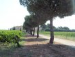 Propriete-entre-Nimes-et-Arles-de-50-ha-dont-15-ha-de-vignes