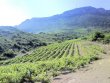 Domaine-viticole-de-19-ha-de-vignes-dans-la-vallee-de-lAgly