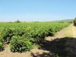 Domaine-viticole-avec-60-ha-de-vignes-sur-de-terroirs-hautement-qualitatifs