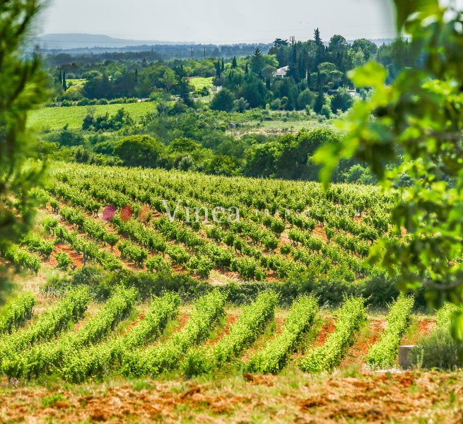 Domaine Massillan - Vignoble Près De Montpellier