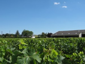 The prices of vineyards in 2011 varied according to the winegrowing-area 