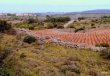 Wineyard-of-5-ha-in-Fitou-AOP