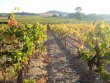 Domaine-viticole-en-Corbieres-de-36-ha-de-vignes-cave-vinaire-logements-et-dependances