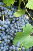 LANGUEDOC-ROUSSILLON-vente-aux-encheres-publiques-dun-domaine-viticole-comprenant-batiments-dexploitation-parcelles-en-nature-de-vignes-terres-et-landes-deux-jardins-et-une-maison-dhabitation-avec-4-appartements