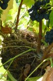 LANGUEDOC-ROUSSILLON-vente-aux-encheres-publiques-dun-domaine-viticole-comprenant-batiments-dexploitation-parcelles-en-nature-de-vignes-terres-et-landes-deux-jardins-et-une-maison-dhabitation-avec-4-appartements