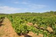 LANGUEDOC-ROUSSILLON-vente-aux-encheres-publiques-dun-domaine-viticole-comprenant-batiments-dexploitation-parcelles-en-nature-de-vignes-terres-et-landes-deux-jardins-et-une-maison-dhabitation-avec-4-appartements