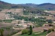 -Vine-in-beaujolais-village