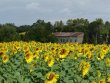 Charmant-domaine-viticole