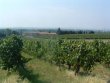 Charmant-domaine-viticole