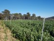 DOMAINE-45-HA-BIO-AOP-MINERVOIS-