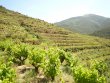 Attractive-vineyard-in-AOP-Collioure-Banyuls