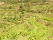 Joli-Vignoble-en-AOP-Collioure-Banyuls