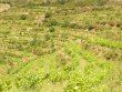 Attractive-vineyard-in-AOP-Collioure-Banyuls