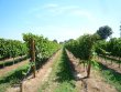 Small-wine-making-and-agricultural-estate-close-to-the-sea-and-the-city