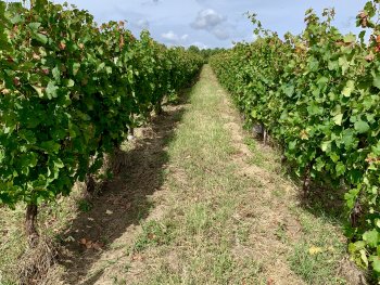 intervignes