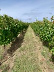 Large-Bordeaux-mixed-vineyard-and-agricultural-estate-on-sale