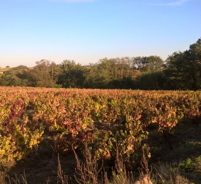 intervignes