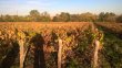 VIGNES-AOP-JULIENAS