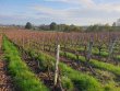 Vignes-en-AOP-Bourgogne-Blanc