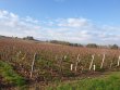 Vignes-en-AOP-Bourgogne-Blanc