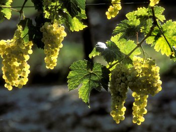 intervignes