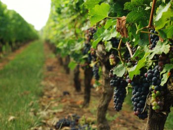 intervignes