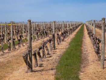 intervignes
