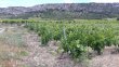 Domaine-15Ha-AOC-Roussillon