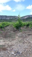 Domaine-15Ha-AOC-Roussillon