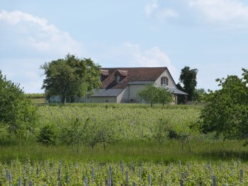 intervignes