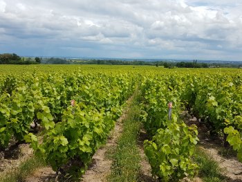 intervignes