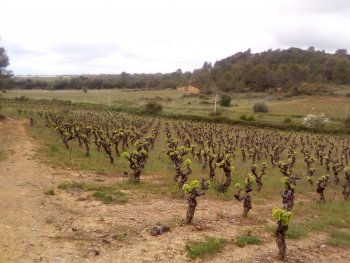 intervignes