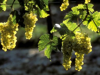 intervignes