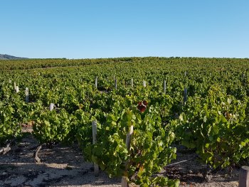 intervignes